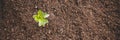 Young small green new life growth on soil in ecology nature. Care plant trees and grow seedlings and protect in garden in earth on Royalty Free Stock Photo