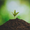 Young small green new life growth on soil in ecology nature. Care plant trees and grow seedlings and protect in garden in earth on Royalty Free Stock Photo