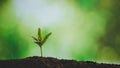 Young small green new life growth on soil in ecology nature. Care plant trees and grow seedlings and protect in garden in earth on Royalty Free Stock Photo