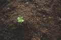 Young small green new life growth on soil in ecology nature. Care plant trees and grow seedlings and protect in garden in earth on Royalty Free Stock Photo