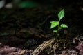 Young small green new life growth on soil in ecology nature. Care plant trees and grow seedlings and protect in garden in earth on Royalty Free Stock Photo