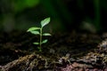 Young small green new life growth on soil in ecology nature. Care plant trees and grow seedlings and protect in garden in earth on Royalty Free Stock Photo