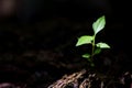 Young small green new life growth on soil in ecology nature. Care plant trees and grow seedlings and protect in garden in earth on Royalty Free Stock Photo