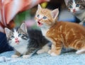 Young small hungry Kittens looking up Royalty Free Stock Photo