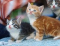 Young small Kittens looking up Royalty Free Stock Photo