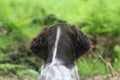 A young Small MÃÂ¼nsterlÃÂ¤nder dog