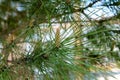 Young small needles and green cones grow on spruce and pine among green needles