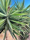 Small Palm Tree Royalty Free Stock Photo