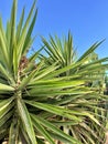 Small Palm Tree Royalty Free Stock Photo