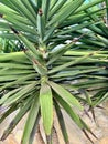 Small Palm Tree Royalty Free Stock Photo
