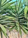 Small Palm Tree Royalty Free Stock Photo