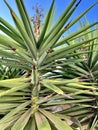 Small Palm Tree Royalty Free Stock Photo