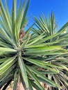 Small Palm Tree Royalty Free Stock Photo