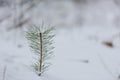 Young and small pine tree in moor in Bavaria in winter with snow-covered landscape and trees Royalty Free Stock Photo