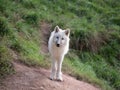 young small polar wolf standing against background of green grass Royalty Free Stock Photo