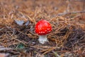 Young, small, with a red hat poisonous mushroom forest amanita growing in a spruce forest.
