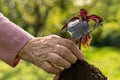 a young small Saint-Joseph's wort purple basil bush sprout in the soil earth Royalty Free Stock Photo