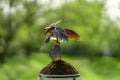 A young small Saint-Joseph`s wort purple basil bush sprout in the soil earth Royalty Free Stock Photo