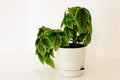 Young small sprawling beautiful bush of a house plant Pilea involucrata Moon Valley in a white plastic pot on a white background