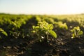 Young small sprouts of a soybean soy bean plants grow in rows on an agricultural field. Young soy crops during the Royalty Free Stock Photo