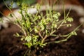 Young and small Vaccinium corymbosum blueberry plant growing up