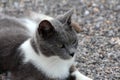 Young small white and grey domestic cat resting on gravel in backyard and looking curiously in distance Royalty Free Stock Photo