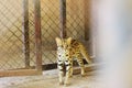 a young small Wild leopard cat in a small zoo in Northern Thailand, Southeast Asia