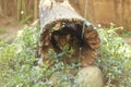 a young small Wild leopard cat in a small zoo in Northern Thailand, Southeast Asia