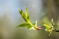 Young small willow leaves - Salix caprea, in spring, Finland Royalty Free Stock Photo