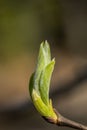 Young small willow leaves - Salix caprea, in spring, Finland Royalty Free Stock Photo