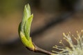 Young small willow leaves - Salix caprea, in spring, Finland Royalty Free Stock Photo