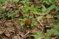 Young, small, wrinkled mushroom making its way through dry foliage