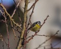 Young small yellow chickadee bird on apricot tree in winter cold sunny day