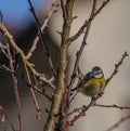 Young small yellow chickadee bird on apricot tree in winter cold sunny day