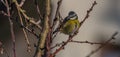 Young small yellow chickadee bird on apricot tree in winter cold sunny day