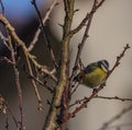 Young small yellow chickadee bird on apricot tree in winter cold sunny day