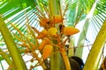 Young small yellow coconuts grow on a tree