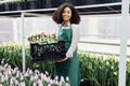 Young smiling african woman in casual wear and green apron holding box with tulip seedlings Royalty Free Stock Photo