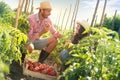 Couple of farmers with  box of organic tomatoes Royalty Free Stock Photo
