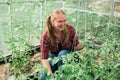 Young smiling agriculture woman worker in greenhouse working, fixation tomatoes in greenhouse. Garden work and spring season Royalty Free Stock Photo