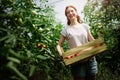 Young smiling agriculture woman worker working, harvesting tomatoes in greenhouse. Royalty Free Stock Photo