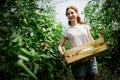 Young smiling agriculture woman worker working, harvesting tomatoes in greenhouse. Royalty Free Stock Photo