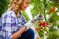 Young smiling agriculture woman worker working, harvesting tomatoes in greenhouse. Royalty Free Stock Photo