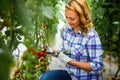 Young smiling agriculture woman worker working, harvesting tomatoes in greenhouse. Royalty Free Stock Photo