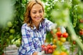 Young smiling agriculture woman worker working, harvesting tomatoes in greenhouse. Royalty Free Stock Photo