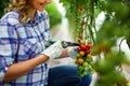 Young smiling agriculture woman worker working, harvesting tomatoes in greenhouse. Royalty Free Stock Photo