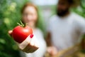 Young smiling agriculture woman worker working, harvesting tomatoes in greenhouse. Royalty Free Stock Photo