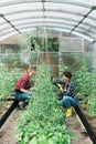 Young smiling agriculture women worker in greenhouse working, fixation tomatoes in greenhouse. Garden work and spring season Royalty Free Stock Photo