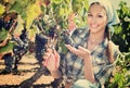 Young smiling female picking ripe grapes on vineyard