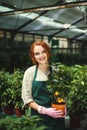 Young smiling lady in apron and pink gloves standing with little mandarin tree in pot and joyfully looking in camera in Royalty Free Stock Photo